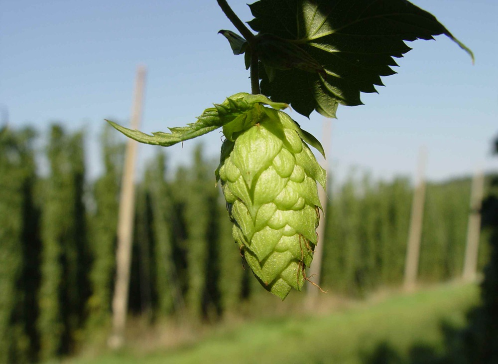 <b>Dry Hopping during beer fermenting process</b>